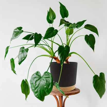 2pcs Round Flower Pot 6.5inch Detachable Bottom Outdoor Garden Home Supplies
